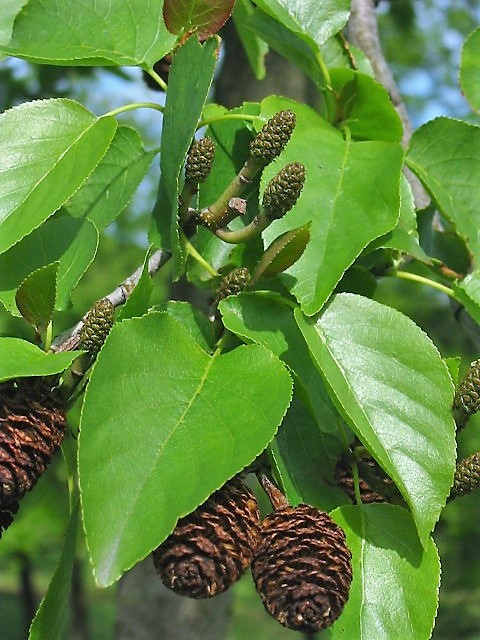 Italian alder: Alnus cordata. Umeru italianu.