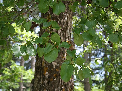 Italian alder: Alnus cordata , Birkengewächse (Betulaceae) - Italien/Italia/Italy: Kalabrien/Calabria, Prov. Reggio Calabria, Aspromonte, S Sant'Eufemia d'Aspromonte