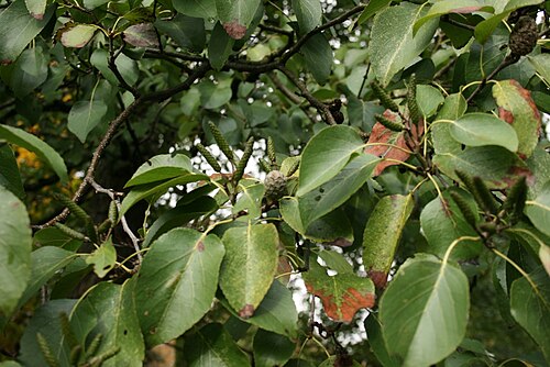 Italian alder: Alnus cordata : Catkins, fruit and foliage.