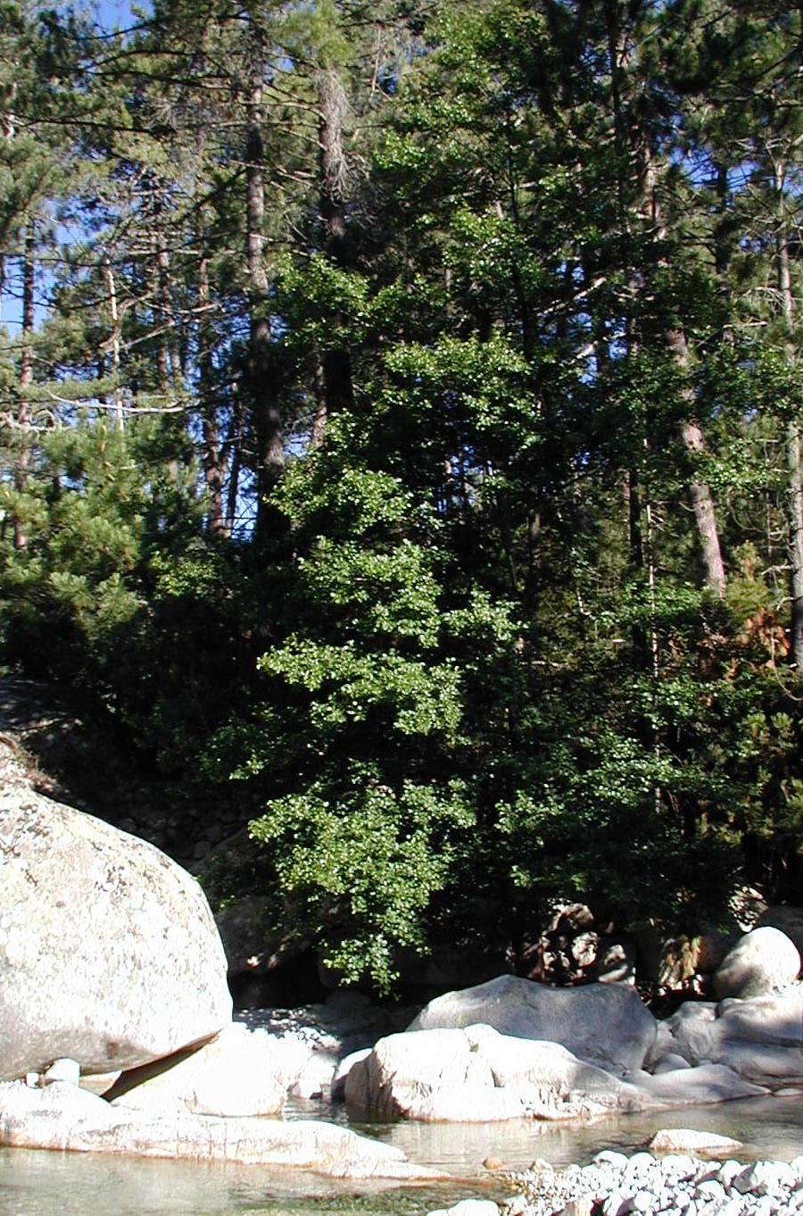 Italian alder: Alnus cordata : Habitat on Corsica
