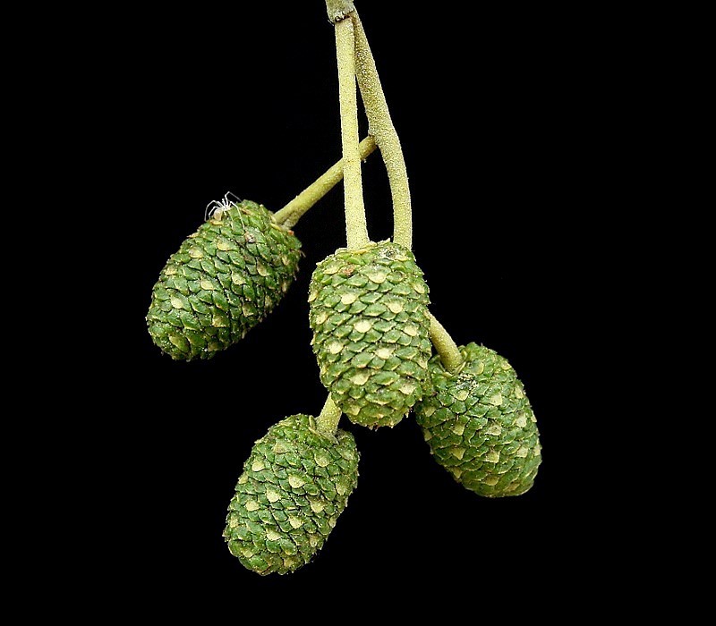 Italian alder: Alnus cordata