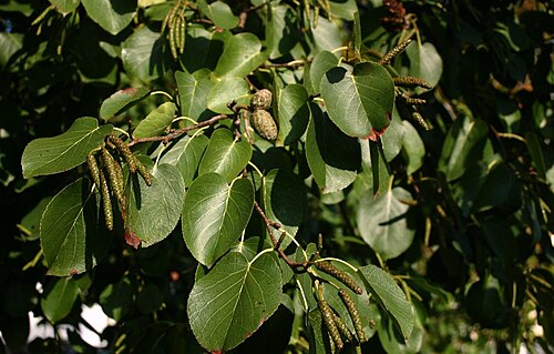 Italian alder: Alnus cordata : Leaves.
