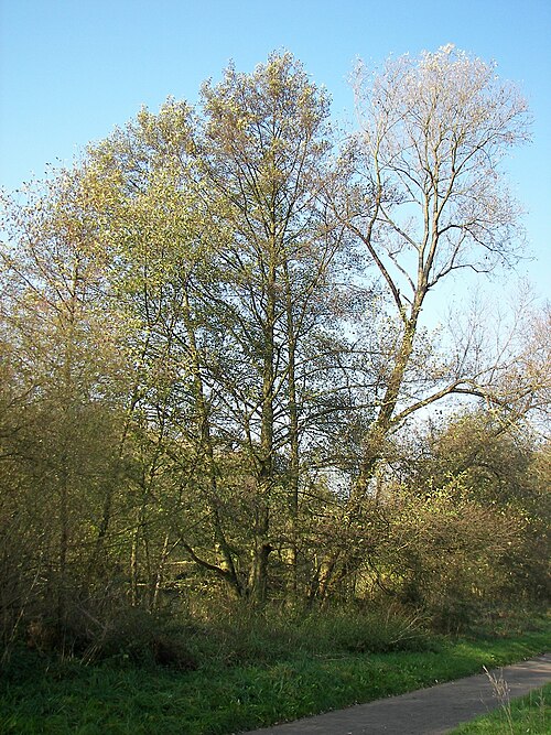 Black alder: Black alder tree in Marburg, Germany.