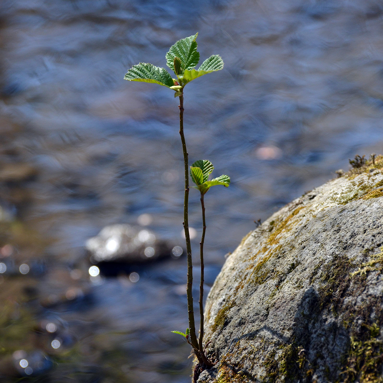 Black alder: Alnus glutinosa; as a pioneer tree
