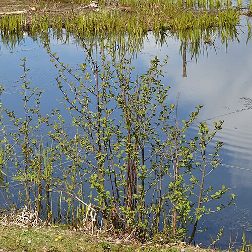 Black alder: Alder ( Alnus glutinosa ) in Oslo, Norway.