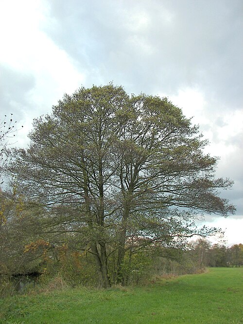 Black alder: Black alder tree in Marburg, Germany.