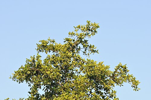Black alder: A view of top branches of a Common Alder (Alnus glutinosa). Çımaklı, Espiye Giresun - Turkey. 395 m.