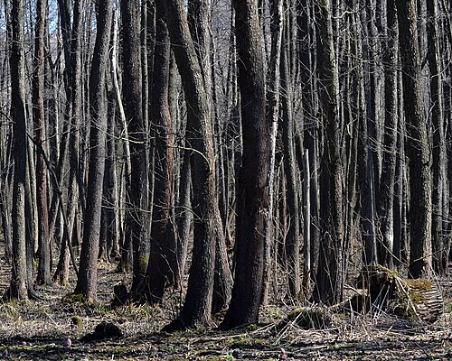 Black alder: Alnus glutinosa; tree trunks