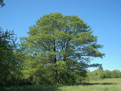 Black alder: Black alder tree (Alnus glutinosa) in Marburg, Germany.