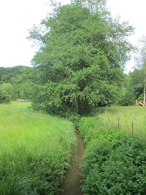 Black alder: Schwarzerle ( Alnus glutinosa ) im Landschaftsschutzgebiet „Wisch- und Wogbachtal“ bei Bischmisheim