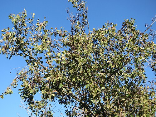Black alder: Schwarzerle ( Alnus glutinosa ) in Hockenheim