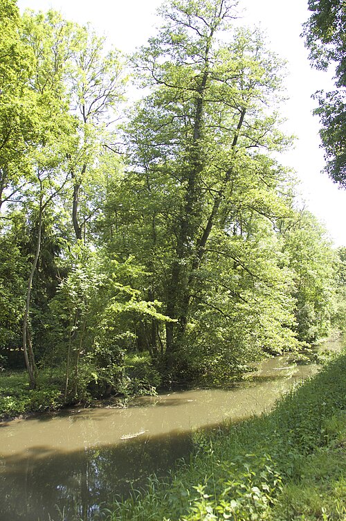 Black alder: Les aulnes sont adaptés à vivre les pieds dans l'eau. Ils participent à la consolidation des rives. Leur rhizosphère abrite des bactéries fixatrices d'azote.