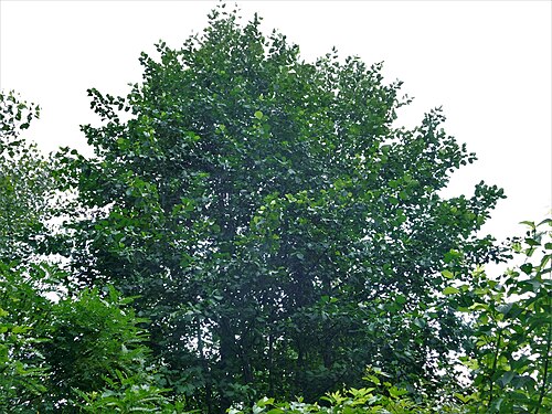 Black alder: Crna jova je sastavni deo autohtone dendroflore brdsko-planinskih vlažnih staništa.