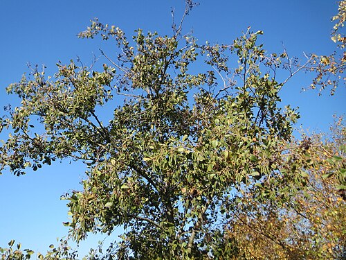 Black alder: Schwarzerle ( Alnus glutinosa ) in Hockenheim