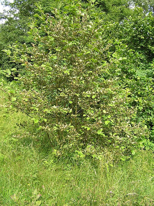 Grey alder: Agelastica alni on Alnus incana