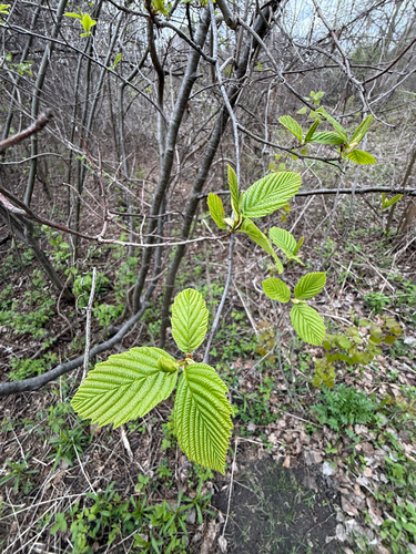 Grey alder (Alnus incana)