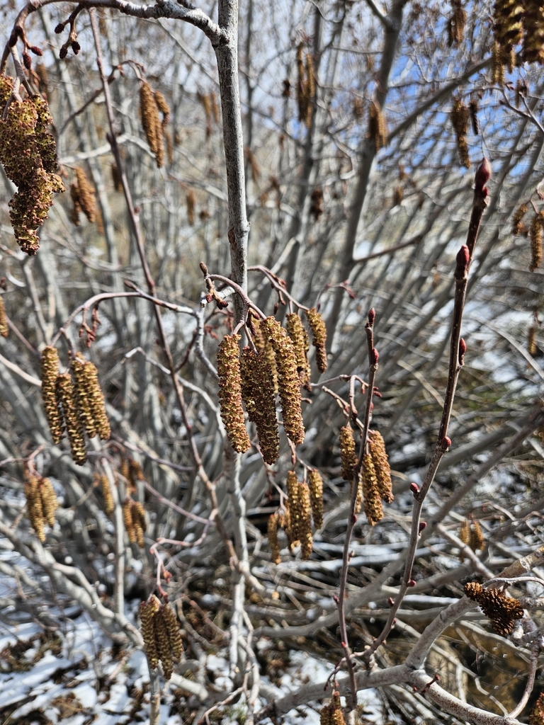 Grey alder (Alnus incana)