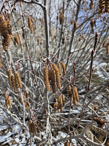 Grey alder (Alnus incana)