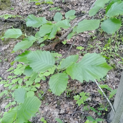 Grey alder (Alnus incana)