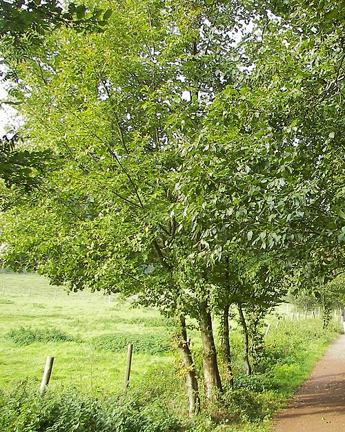 Grey alder: Grey Alder (Alnus incana), near the Laacher See, Germany
