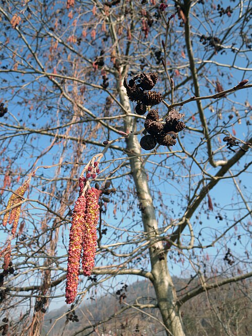 Grey alder: flowers and buds of Alnus incana; Mogelsberg, Switzerland