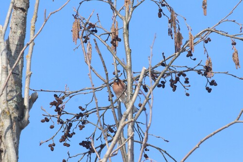 Grey alder (Alnus incana)