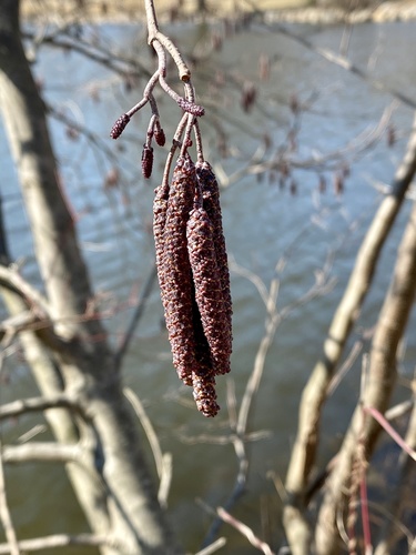 Grey alder (Alnus incana)