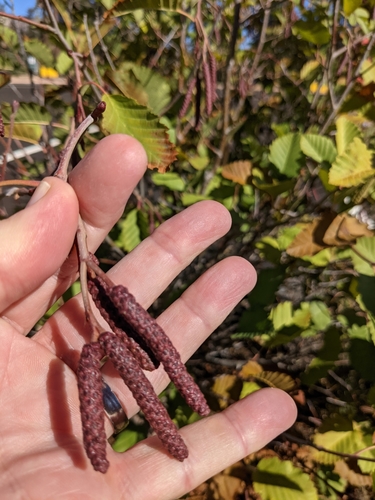 Grey alder (Alnus incana)