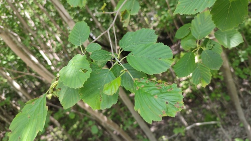 Grey alder (Alnus incana)