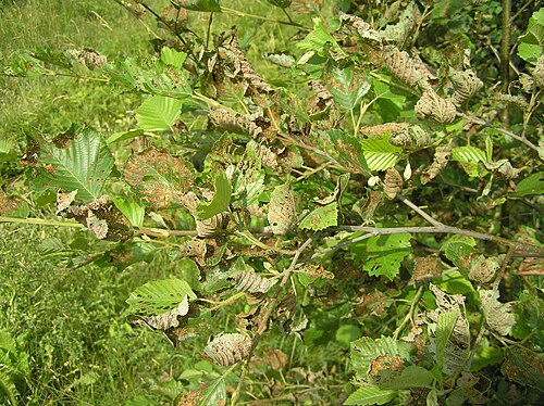 Grey alder: Agelastica alni on Alnus incana