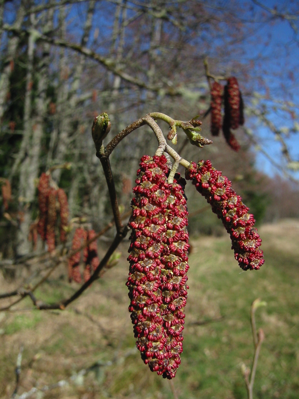 Red alder: Red Alder male catkins with tiny female catkins above and a vegetative bud above left.