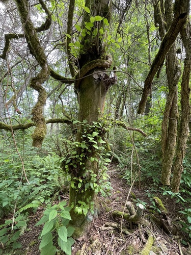 Red alder (Alnus rubra)