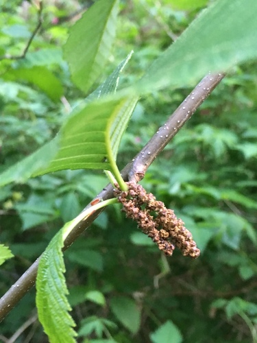 Red alder (Alnus rubra)
