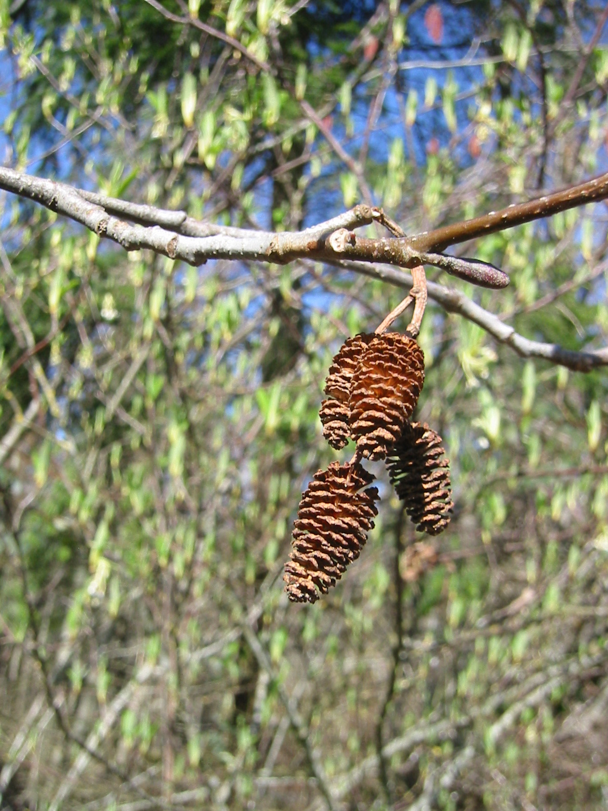 Red alder: Red Alder female catkins from previous season.