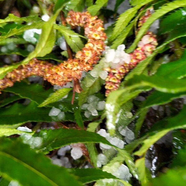 Red alder (Alnus rubra)
