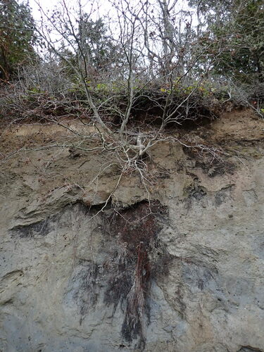 Red alder (Alnus rubra)