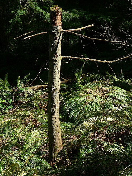 Red alder: Red Alder snag