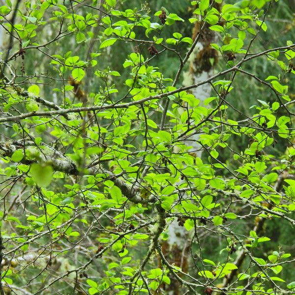 Red alder (Alnus rubra)