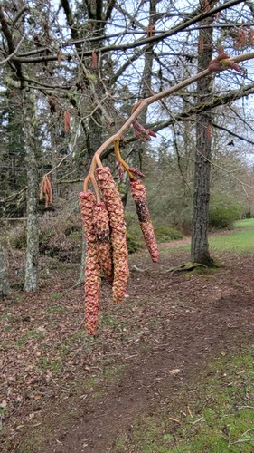 Red alder (Alnus rubra)