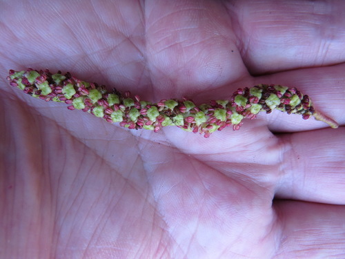 Red alder (Alnus rubra)