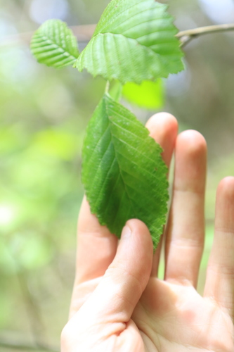 Red alder (Alnus rubra)