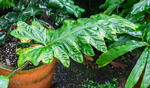Alocasia boa: Alocasia boa in tropical greenhouses in the Parc de la Tete d'Or in Lyon , France
