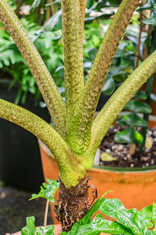 Alocasia boa: Alocasia boa in tropical greenhouses in the Parc de la Tete d'Or in Lyon , France