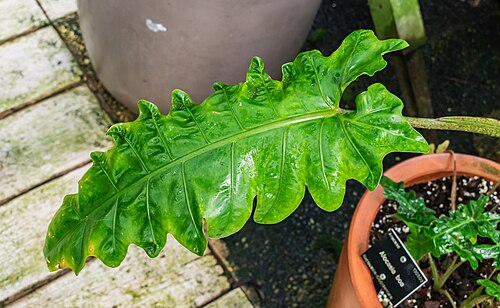 Alocasia boa: Alocasia boa in tropical greenhouses in the Parc de la Tete d'Or in Lyon , France