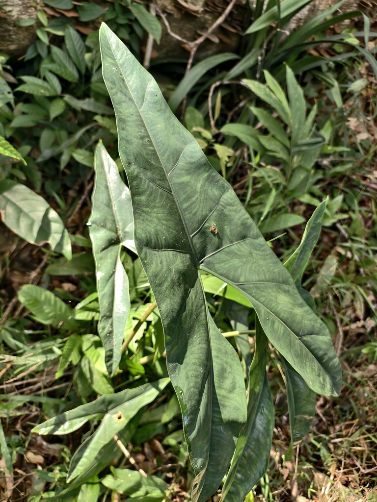 Alocasia culionensis (Alocasia culionensis)