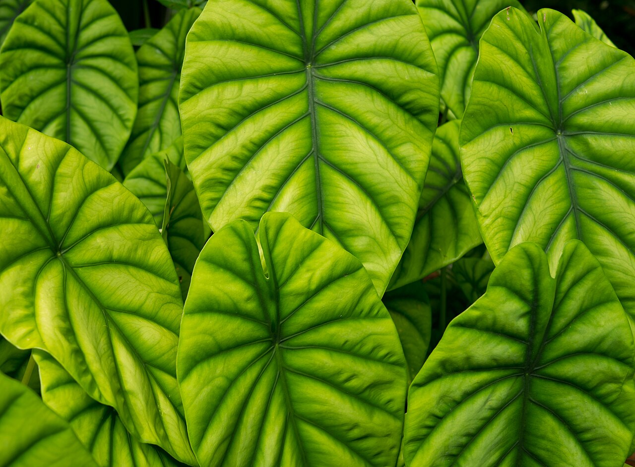 Alocasia cuprea: Alocasia cuprea at the Hawaii Tropical Botanical Garden, Big Island, Hawaii.
