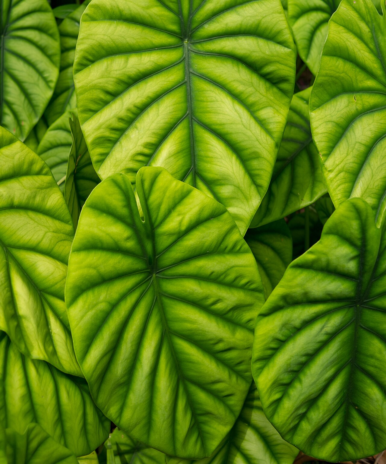 Alocasia cuprea: Alocasia cuprea at the Hawaii Tropical Botanical Garden, Big Island, Hawaii.