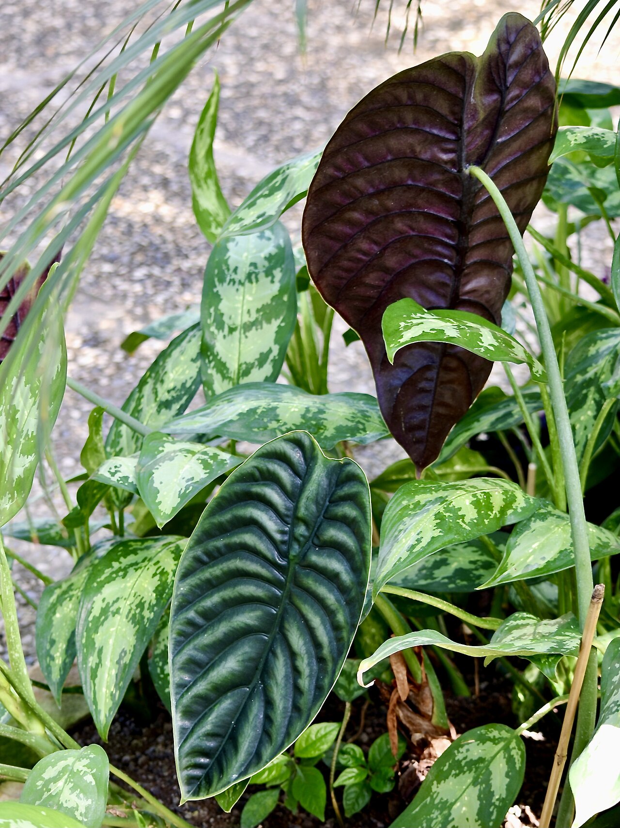 Alocasia cuprea: Alocasia cuprea. Berggarten Hannover.