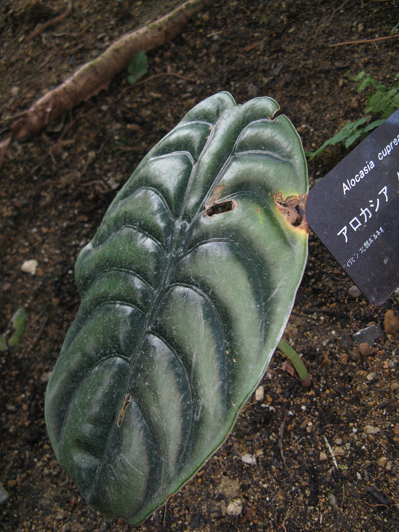 Alocasia cuprea: キッコウダコ