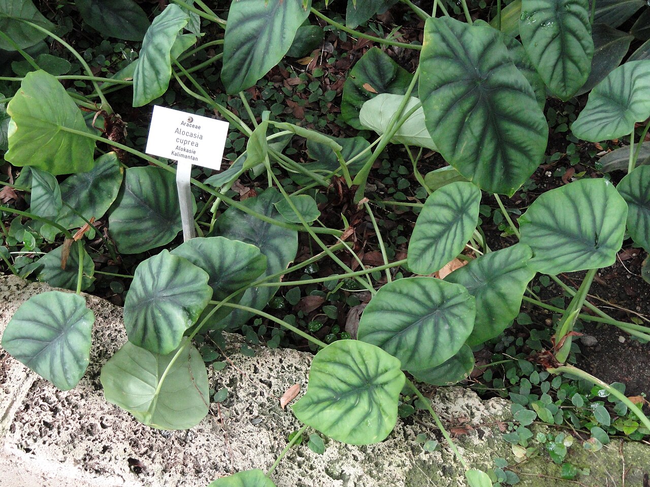 Alocasia cuprea: Alocasia cuprea specimen in the Botanischer Garten Freiburg, Freiburg im Breisgau, Baden-Württemberg, Germany.